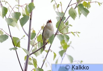 ruokokerttunen 181.jpg