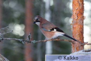 närhi 159.jpg