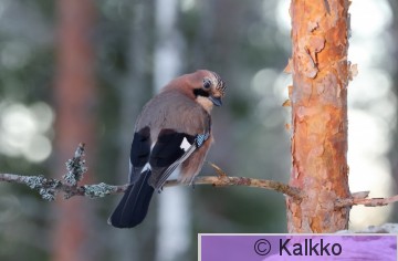 närhi 162.jpg