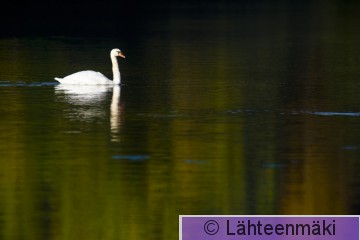 000027 Kyhmyjoutsen_26092010_Mouhijärvi Salmi Tupurlanjärvi.jpg