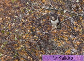 hiirihaukka 355.jpg