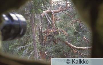 hiirihaukka 328.jpg