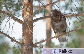 hiirihaukka 338.jpg