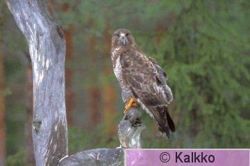 hiirihaukka 341.jpg