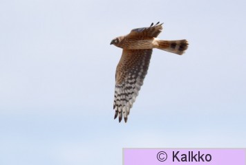 arosuohaukka 034.jpg