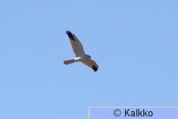 arosuohaukka 068.jpg
