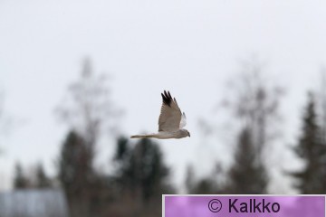 arosuohaukka 109.jpg