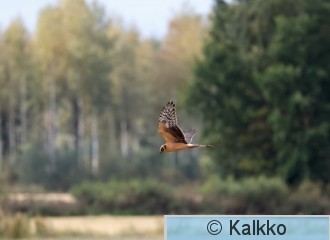 arosuohaukka 148.jpg