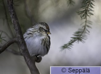 urpiainen_Kuru250308_iso.jpg