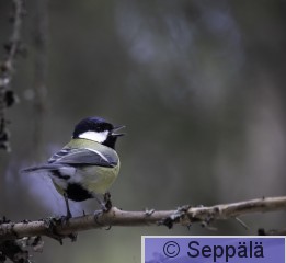 talitiainen_Kuru250308_iso.jpg