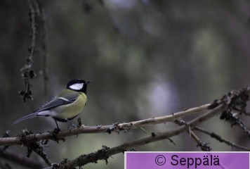 talitiainen_Kuru250308_iso2.jpg