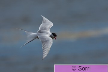 IMG_6825.jpg