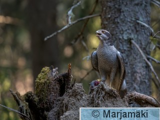 Kanahaukka-Enhanced-NR-2-1-Edit.jpg