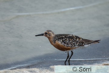 IMG_6163.jpg