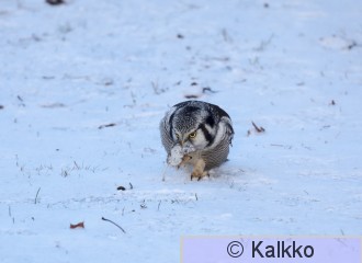 hiiripöllö 582.jpg