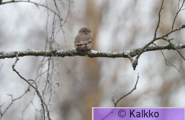 varpuspöllö 207.jpg