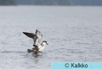 isoliitäjä 039.jpg