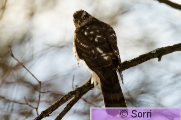 IMG_0694.jpg
