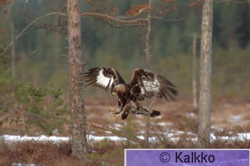 maakotka 088.jpg
