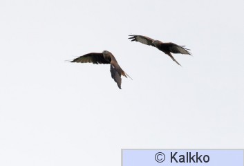 isohaarahaukka 055.jpg