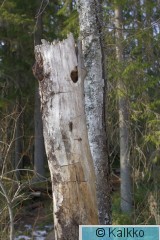 töyhtötiainen 030.jpg