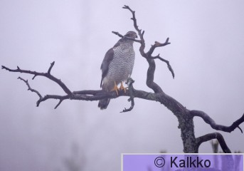 kanahaukka 031.jpg