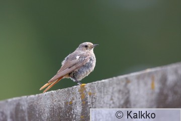 mustaleppälintu 095.jpg