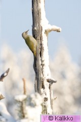 harmaapäätikka 059.jpg