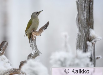 harmaapäätikka 077.jpg