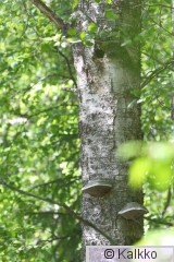 harmaapäätikka 078.jpg
