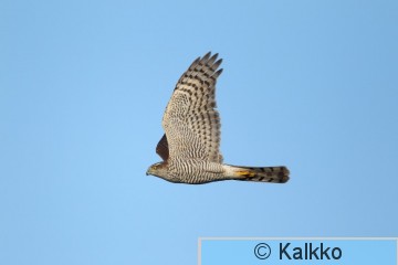 varpushaukka 084.jpg