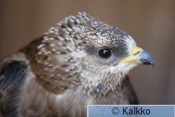 mehiläishaukka 005.jpg