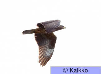 mehiläishaukka 076.jpg