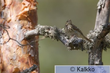 metsäkirvinen 045.jpg