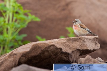IMG_4775.jpg