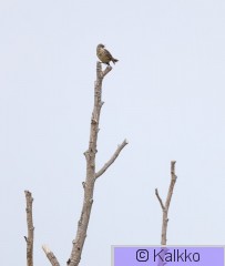 luotokirvinen 061.jpg