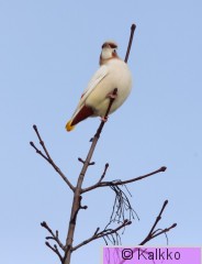 tilhi 386.jpg
