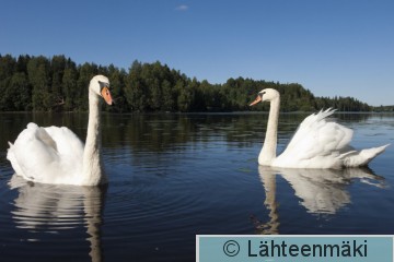 000207 Kyhmyjoutsen pariskunta_14082011_Mouhijärvi Salmi.jpg