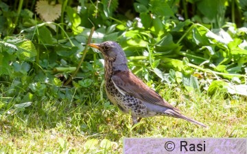Räkättirastas-5.jpg