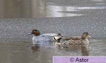 Pipylle-5.jpg