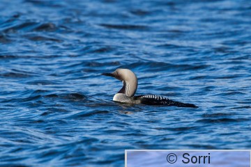 IMG_2417.jpg