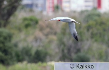 räyskä 045.jpg