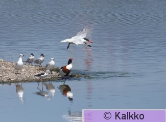 räyskä 046.jpg