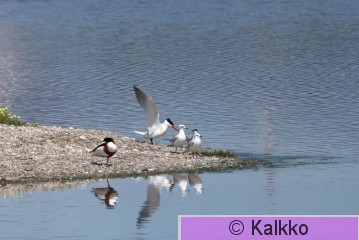 räyskä 053.jpg