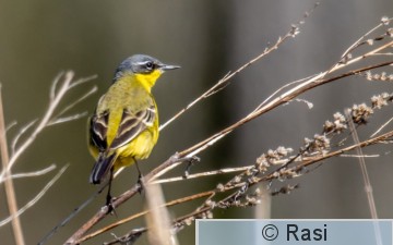 Keltavästäräkki-8.JPG