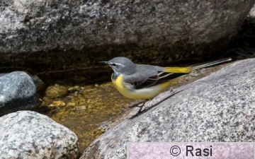 Virtavästäräkki-2.jpg