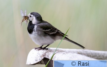 Västäräkki-13.jpg