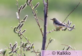 sitruunavästäräkki 081.jpg