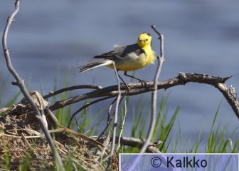 sitruunavästäräkki 094.jpg