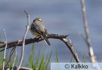 sitruunavästäräkki 096.jpg